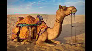 This is the Avatar Image for the Camel Sounds AI Voice and Text to Speech Generator